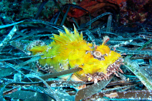 SCORPAENA PORCUS