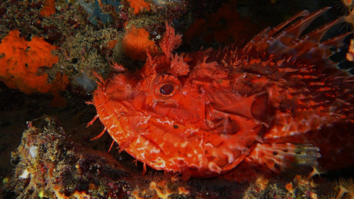 SCORPAENA SCROFA